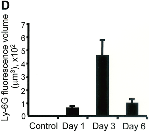 (53 K)