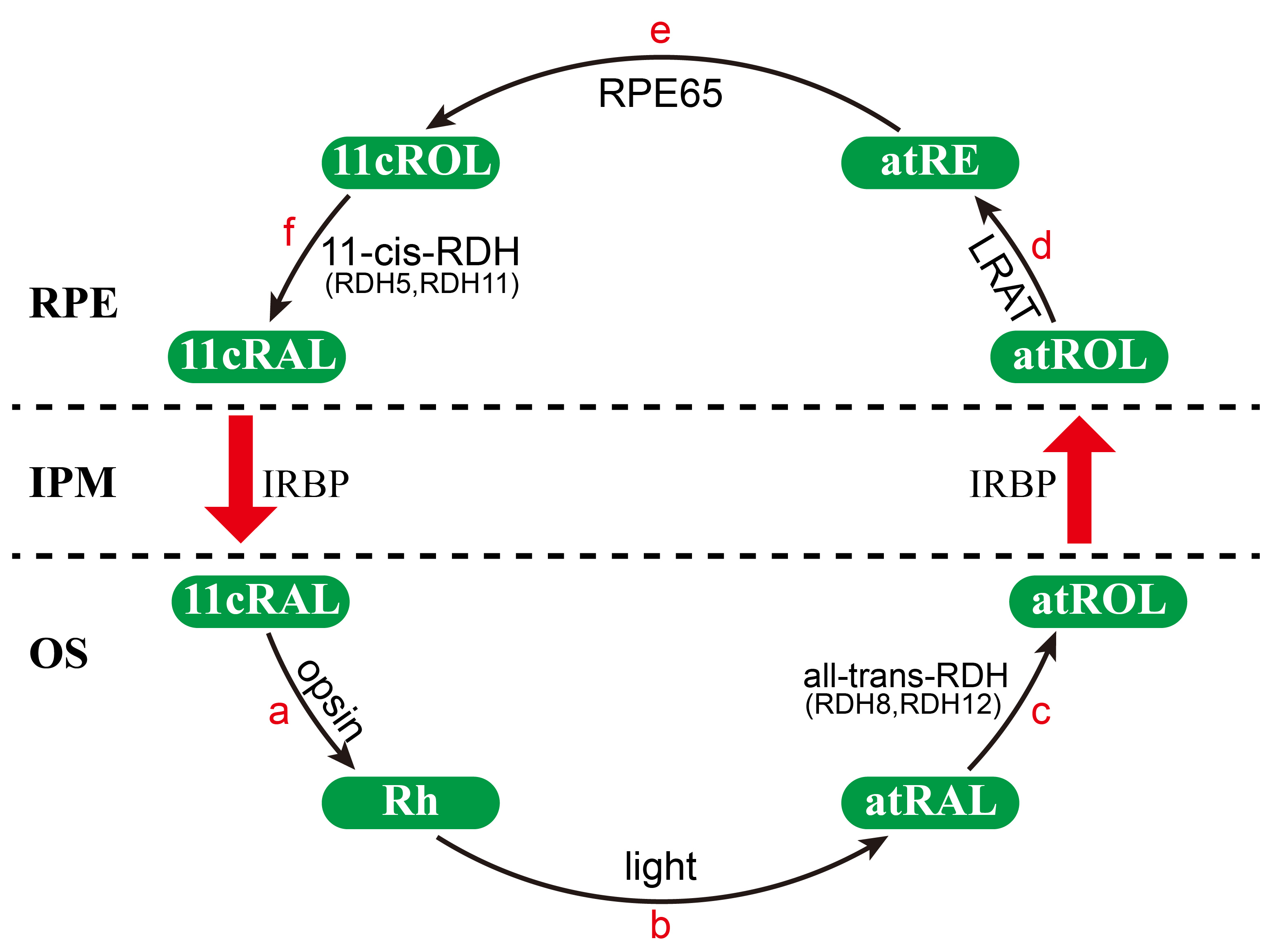 Vision: Wang, Mol Vis 2012; 18:1021-1030. Figure 1