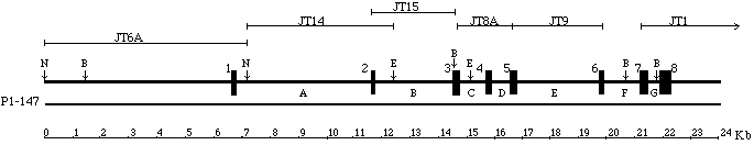 Scale map of human PEDF gene