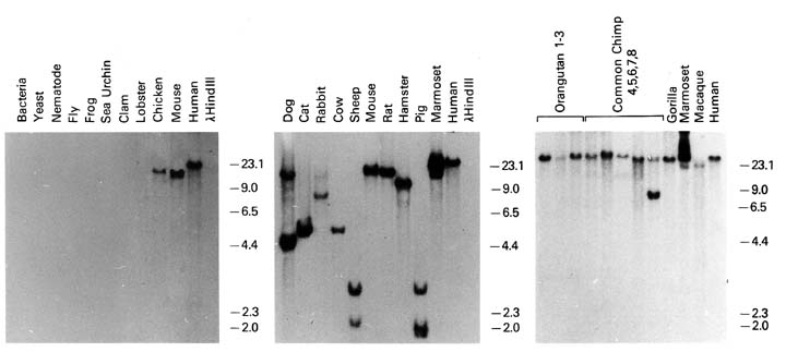 Multispecies genomic Southern blot