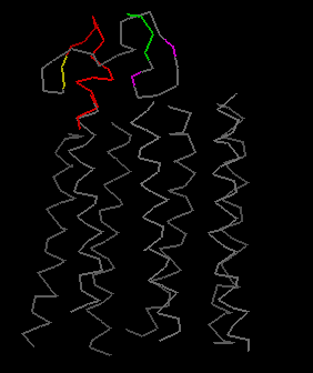 Average structure for the carboxyl terminal (rhoIVe) of rhodopsin 
docked to transmembrane domain of rhodopsin 