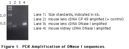 PCR amplification of DNaseI sequences