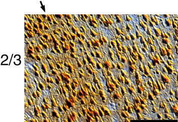 Figure 1. NMDAR1 immunoreactivity in area 17 of a 4 week old kitten. 