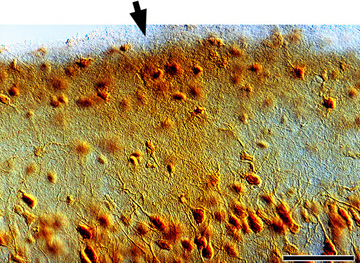 Figure 1. NMDAR1 immunoreactivity in area 17 of a 4 week old kitten. 