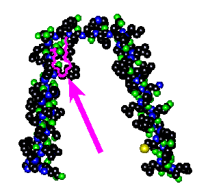 Model of phosphatidylcholine