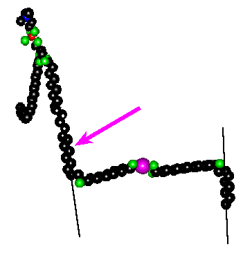 Model of Ca [12 (R) HETE]2 docked with phosphatidylcholine