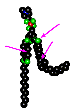 12 (R) HETE docked to fatty acid ester of phosphatidylcholine