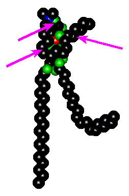 12 (R) HETE docked to polar head of phosphatidylcholine