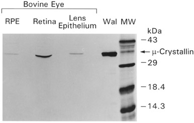 Figure 3 (18K)