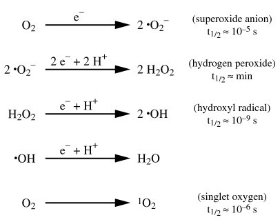 radical hydrogen peroxide oxygen radicals epub react presence which membrane peroxidation lipids mechanisms numerous effects including