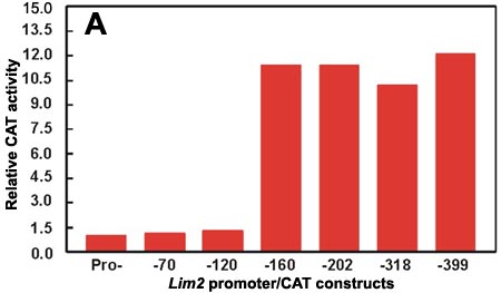 (21 K)