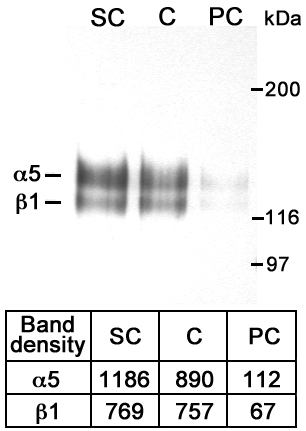 (18 K)